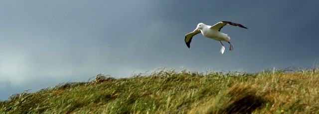 Royal Albatross Centre Wildlife Tours Dunedin
