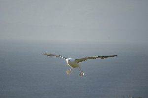 Wrap up of the Otago Peninsula Photography Contest